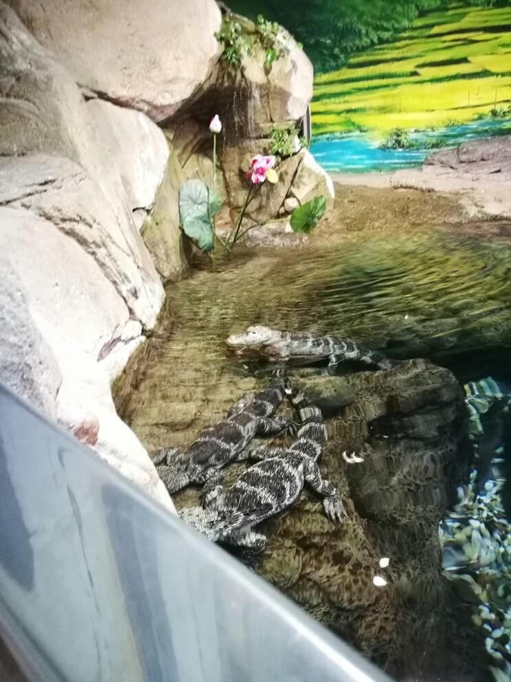 徐家匯水族店【上海市徐匯區永順水族館、徐匯天主堂、北外灘一日游巷弄探秘者小滕】