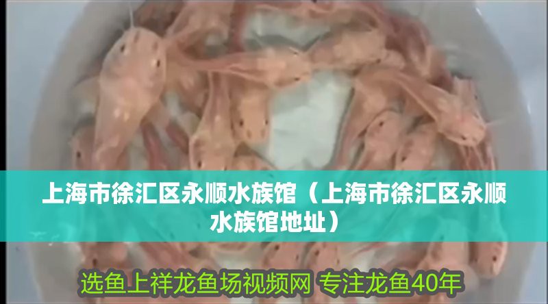 徐家匯水族店【上海市徐匯區永順水族館、徐匯天主堂、北外灘一日游巷弄探秘者小滕】