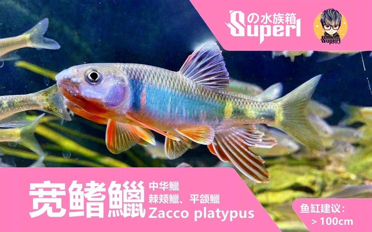 鱲魚品種大全【烏云快走開溪流三兄弟大揭秘:馬口、寬鰭鱲與長鰭鱲如何區分】
