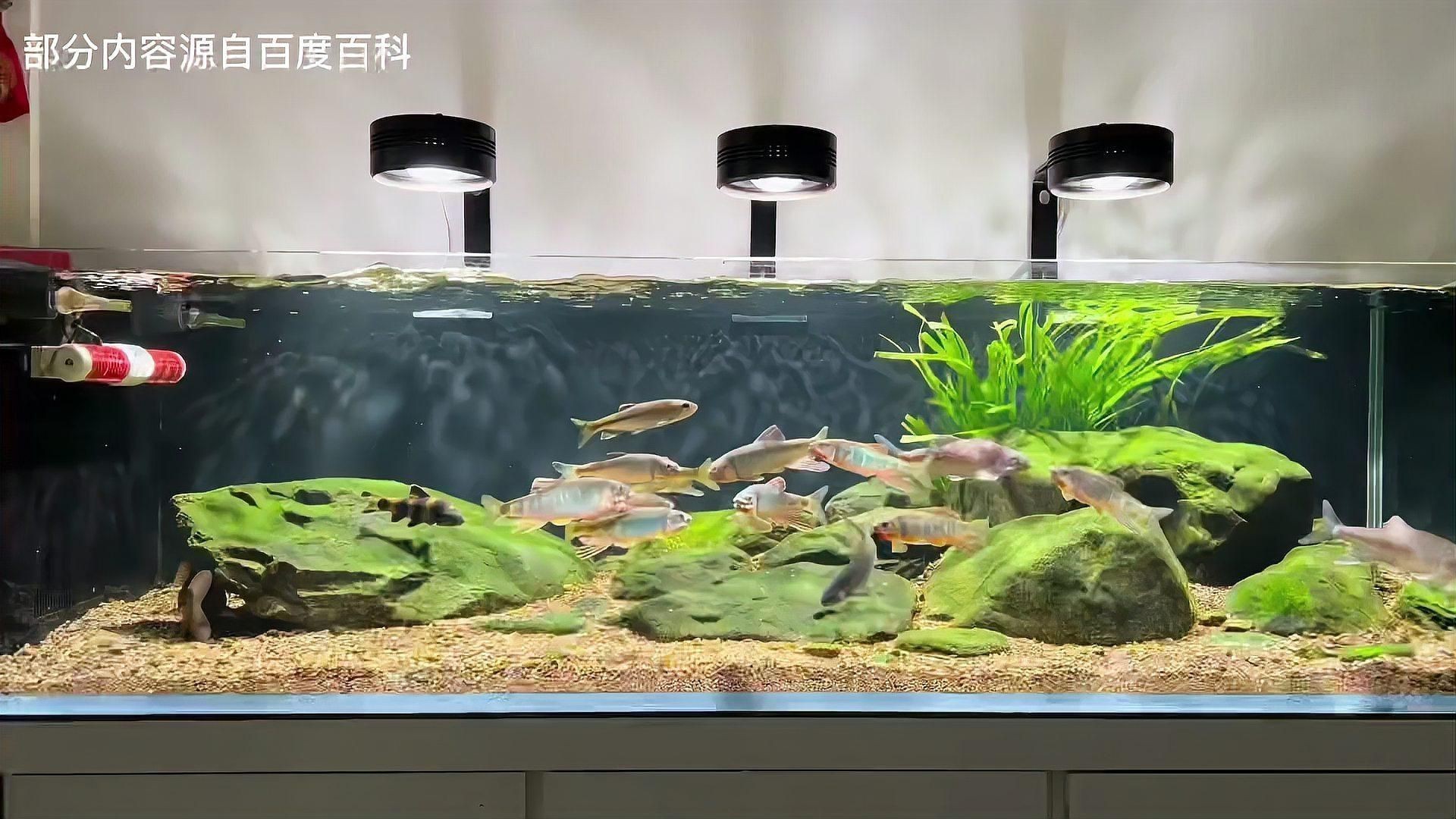 鱲魚品種大全【烏云快走開溪流三兄弟大揭秘:馬口、寬鰭鱲與長鰭鱲如何區分】