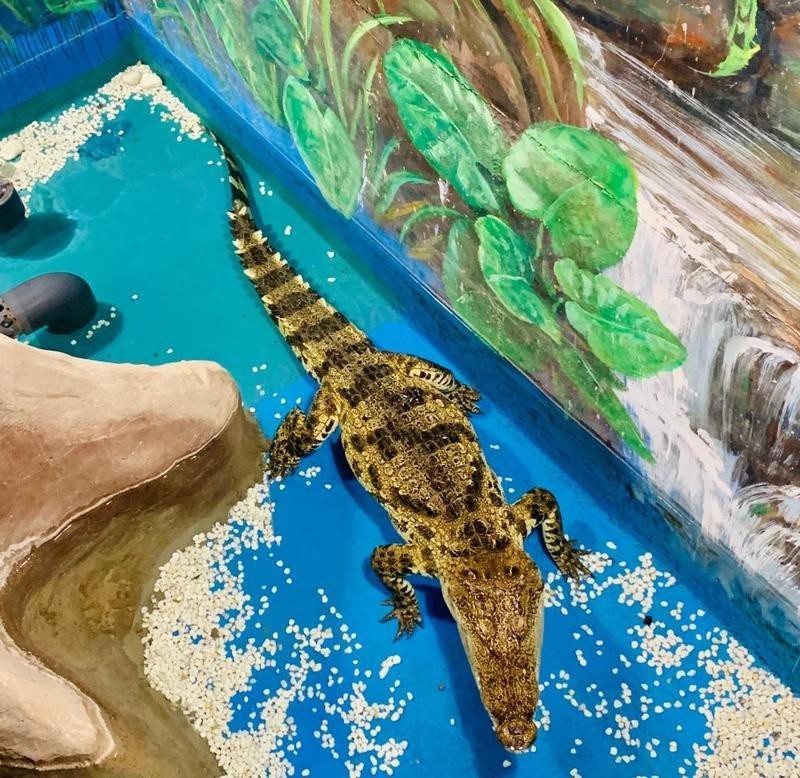 忻州水族店【忻州市忻府區(qū)會(huì)卿水族店忻州海洋館開放時(shí)間介紹】