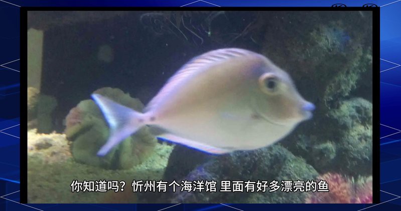 忻州水族店【忻州市忻府區(qū)會(huì)卿水族店忻州海洋館開放時(shí)間介紹】