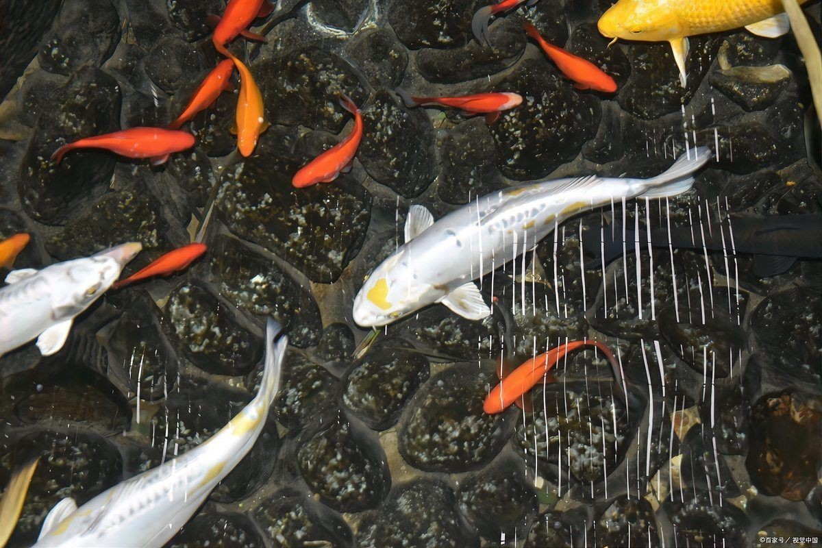 錦鯉喜陰還是喜光【《錦鯉喜陰還是喜光》】