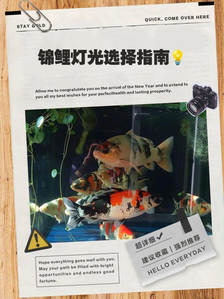 錦鯉喜陰還是喜光【《錦鯉喜陰還是喜光》】