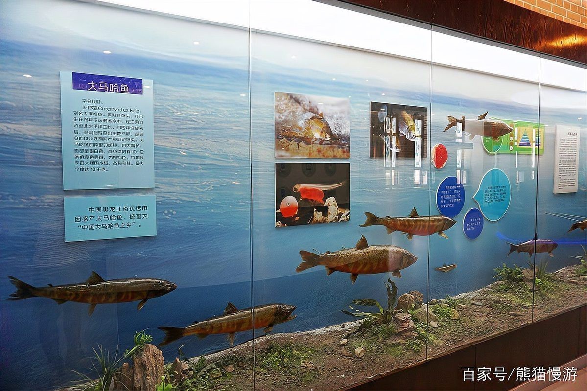 撫遠水族店【佳木斯森森水族(撫遠經營店)】