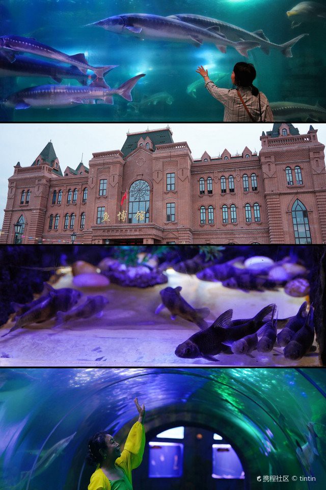 撫遠水族店【佳木斯森森水族(撫遠經營店)】