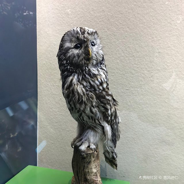 撫遠水族店【佳木斯森森水族(撫遠經營店)】
