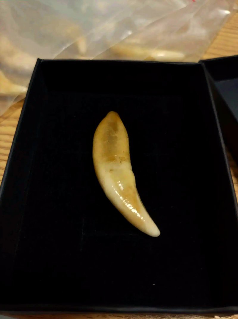 三種人不宜戴魚牙【三種人不宜戴魚牙飾品的人不宜戴陶瓷魚牙飾品選擇】