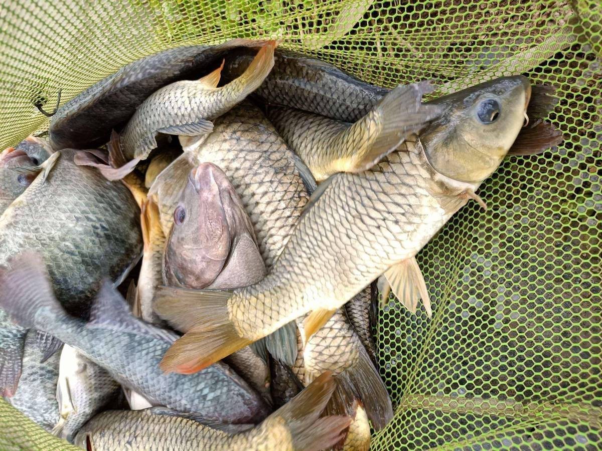 三種人不宜戴魚牙【三種人不宜戴魚牙飾品的人不宜戴陶瓷魚牙飾品選擇】