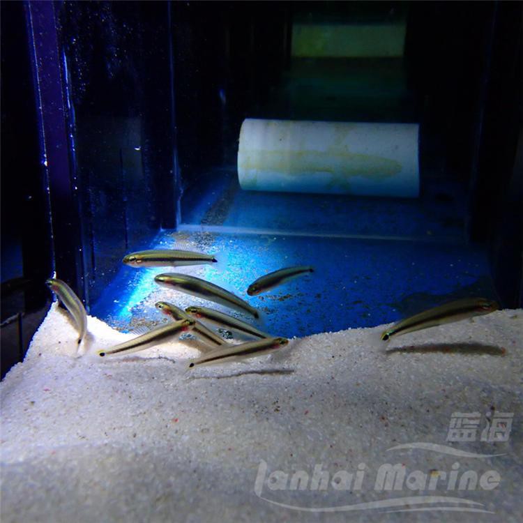 平山龍魚店【平山龍魚店哪家口碑最好】