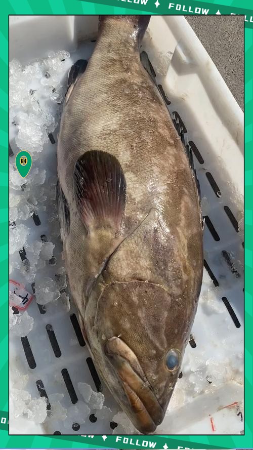 雙塔龍魚店【雙塔龍魚店即朝陽市雙塔區(qū)龍祥居龍魚會館的觀賞魚零售業(yè)務(wù)】