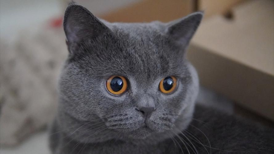 貓咪的圖片大全大圖【海量高清貓咪圖片】