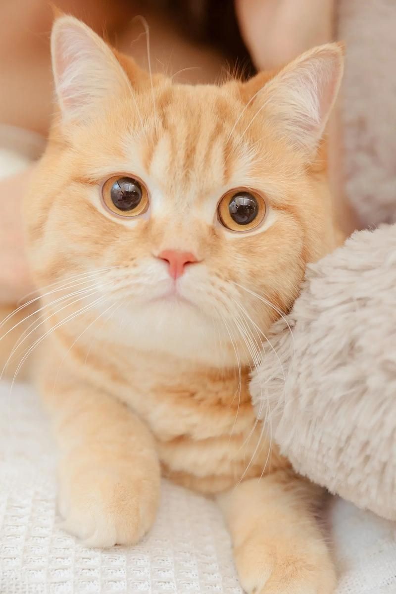 貓咪的圖片大全大圖【海量高清貓咪圖片】