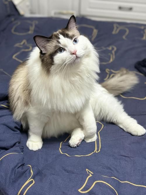 貓咪的圖片大全大圖【海量高清貓咪圖片】