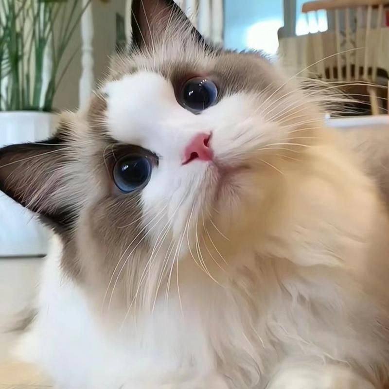 貓咪的圖片大全大圖【海量高清貓咪圖片】