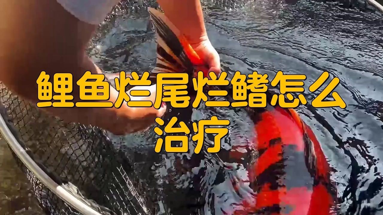 錦鯉魚爛尾怎么治療最快【《錦鯉魚爛尾怎么治療最快》】