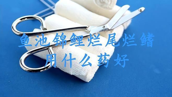 錦鯉魚爛尾怎么治療最快【《錦鯉魚爛尾怎么治療最快》】