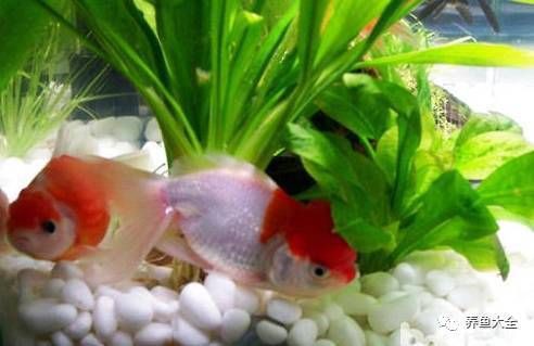 魚尾充血能自己恢復(fù)嗎【柒柒寵物城魚尾充血多久會(huì)死如何預(yù)防魚尾充血會(huì)傳染嗎】