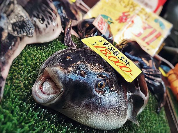 人工飼養(yǎng)河豚為何無毒【人工養(yǎng)殖河豚如何做到“無毒”狀態(tài)平凡的偉大夢想】