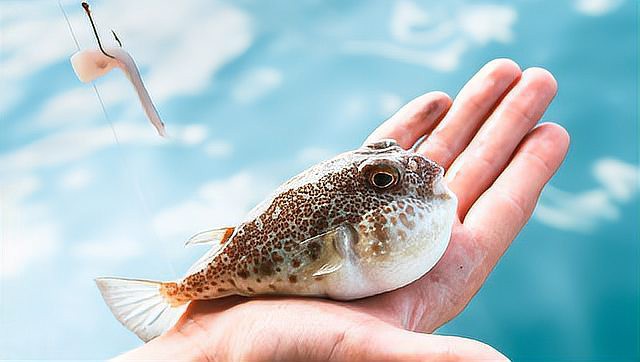 人工飼養(yǎng)河豚為何無毒【人工養(yǎng)殖河豚如何做到“無毒”狀態(tài)平凡的偉大夢想】