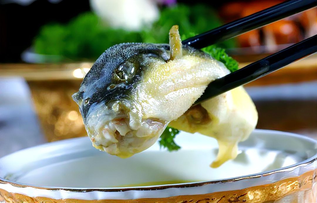 人工飼養(yǎng)河豚為何無毒【人工養(yǎng)殖河豚如何做到“無毒”狀態(tài)平凡的偉大夢想】