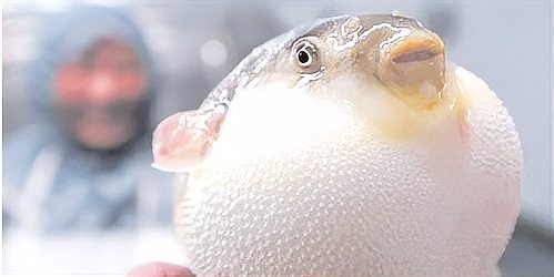 人工飼養(yǎng)河豚為何無毒【人工養(yǎng)殖河豚如何做到“無毒”狀態(tài)平凡的偉大夢想】