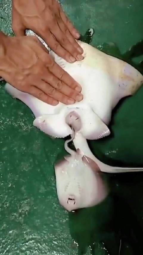 魔鬼魚是胎生還是卵生【科普中國魔鬼魚（蝠鲼）屬于軟骨魚綱、蝠鲼科，其繁殖方式獨特】