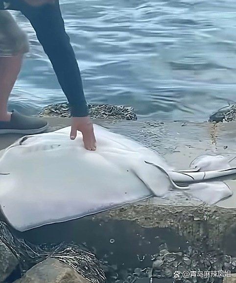 魔鬼魚是胎生還是卵生【科普中國魔鬼魚（蝠鲼）屬于軟骨魚綱、蝠鲼科，其繁殖方式獨特】
