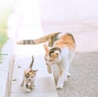 海豚和潛水艇有什么關(guān)系【海豚與潛水艇之間的關(guān)系】