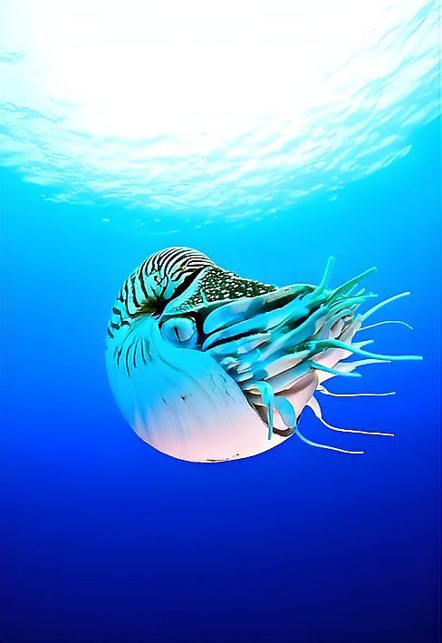海豚和潛水艇有什么關(guān)系【海豚與潛水艇之間的關(guān)系】