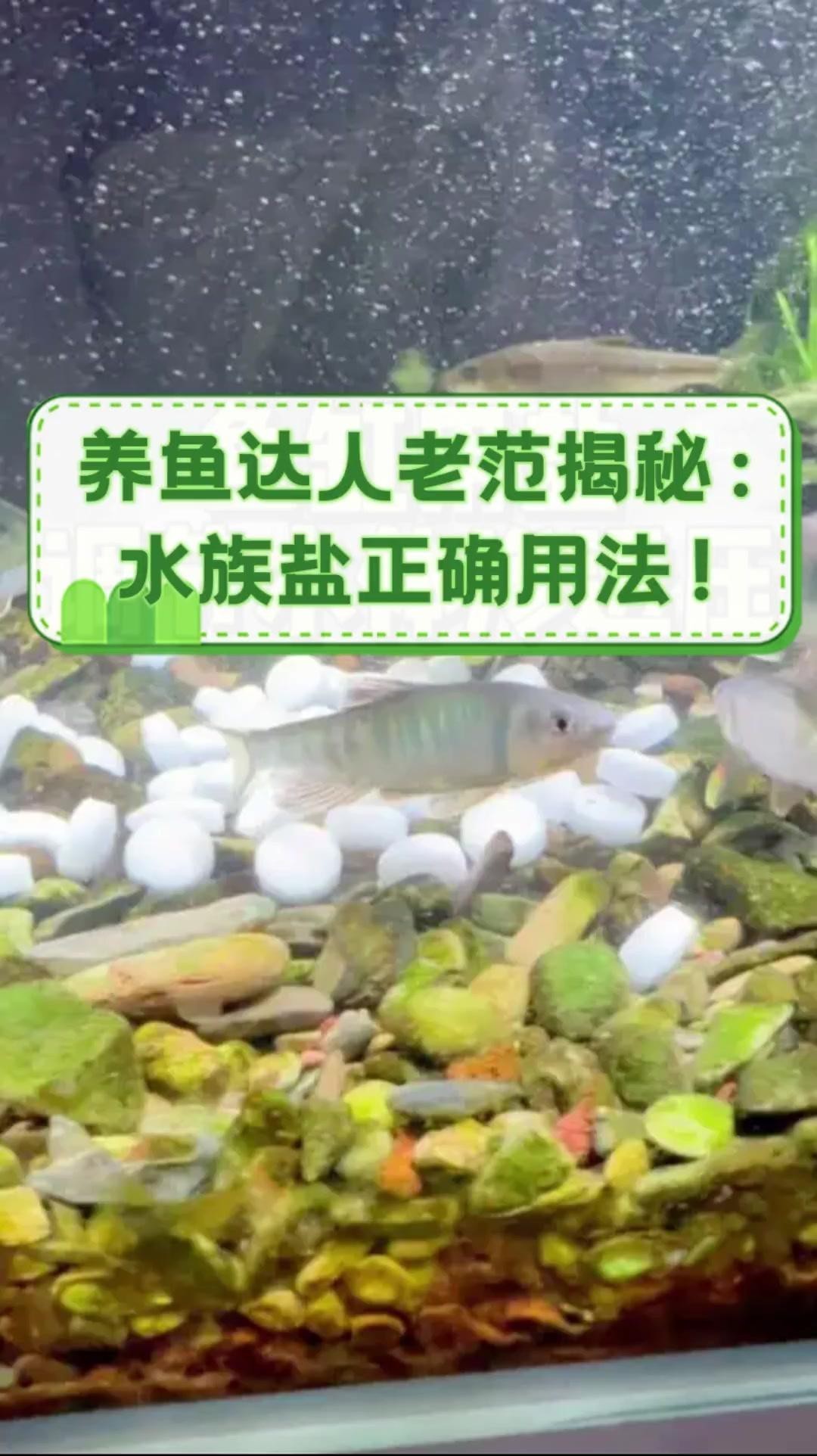 淡水魚缸100升水放多少鹽【淡水魚缸100升水放多少鹽總出錯學(xué)會這4步魚不爛尾、水不發(fā)臭】