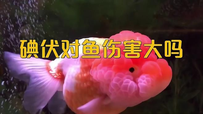 魚缸里滴了兩滴碘伏可以嗎【向魚缸中滴入兩滴碘伏是否可行】