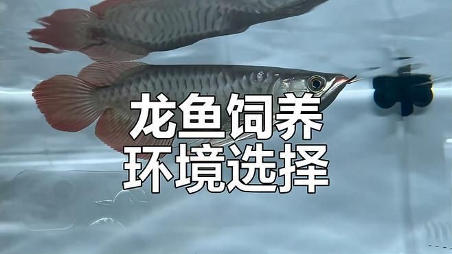 2-3cm龍魚苗的飼養(yǎng)環(huán)境要求【2厘米的龍魚幼苗如何科學(xué)養(yǎng)殖2厘米的龍魚幼苗】