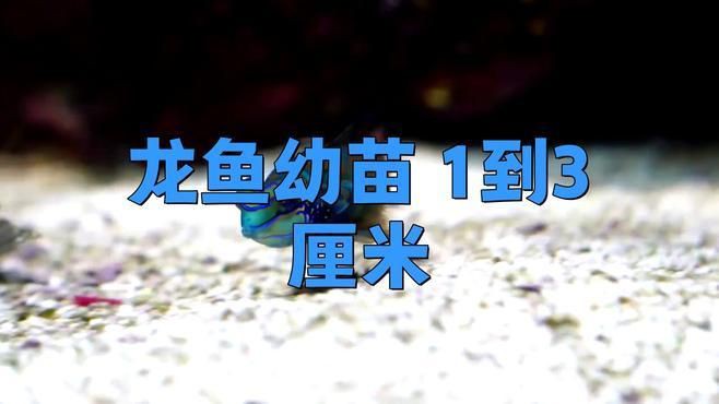 2-3cm龍魚苗的飼養(yǎng)環(huán)境要求【2厘米的龍魚幼苗如何科學(xué)養(yǎng)殖2厘米的龍魚幼苗】