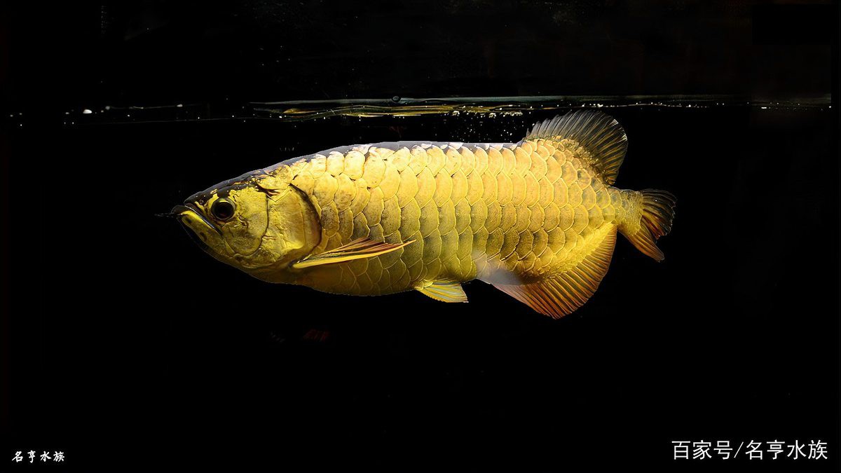 哪里可以找到高清紅龍魚圖片？，如何獲取高清紅龍魚圖片 哪里可以找到高清紅龍魚圖片？，如何獲取高清紅龍魚圖片 龍魚百科 第23張