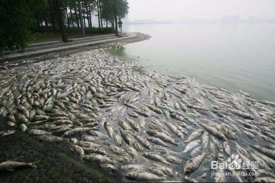 魚死了如何妥善處理尸體？【犧牲滴小魚如何處理一條魚一朵鮮花歸宿一盆花一個靈魂守護】