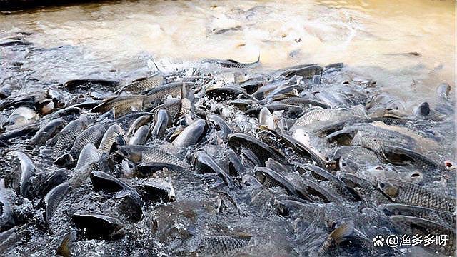 魚身上長白毛會自愈嗎？【觀賞魚身上長白毛怎么回事魚身上長白毛怎么回事】