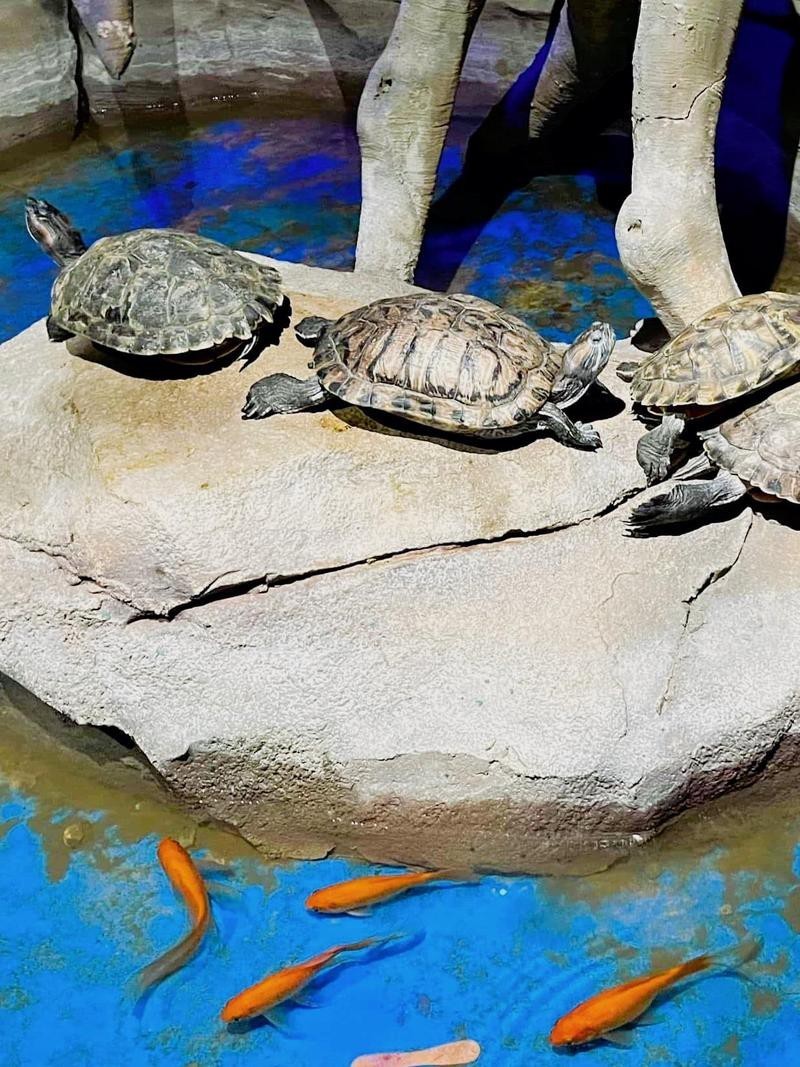 宿州水族店【宿州地區水族店分布廣泛且各具特色為當地居民提供了豐富的選擇】