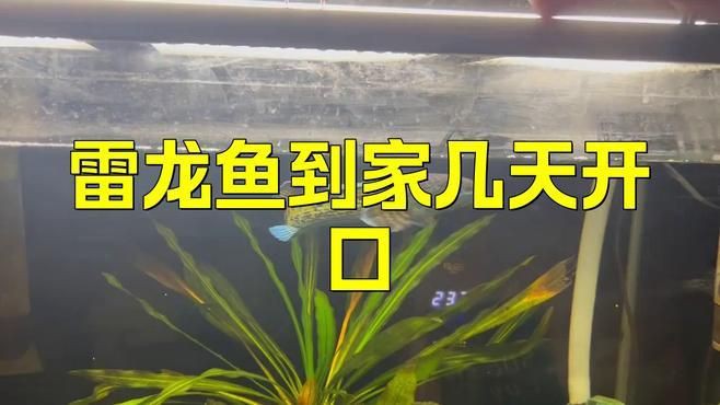 雷龍魚(yú)多久適應(yīng)新環(huán)境？【雷龍魚(yú)到家多久恢復(fù)狀態(tài)科技飛揚(yáng)雷龍魚(yú)到家多久恢復(fù)狀態(tài)科技飛揚(yáng)】
