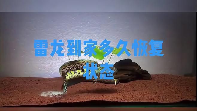 雷龍魚(yú)多久適應(yīng)新環(huán)境？【雷龍魚(yú)到家多久恢復(fù)狀態(tài)科技飛揚(yáng)雷龍魚(yú)到家多久恢復(fù)狀態(tài)科技飛揚(yáng)】