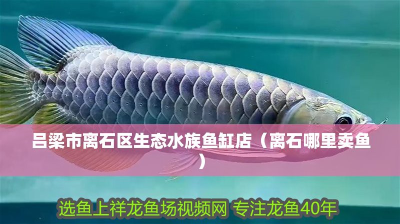 呂梁水族店【呂梁哪家水族店口碑最好詳細介紹一下】