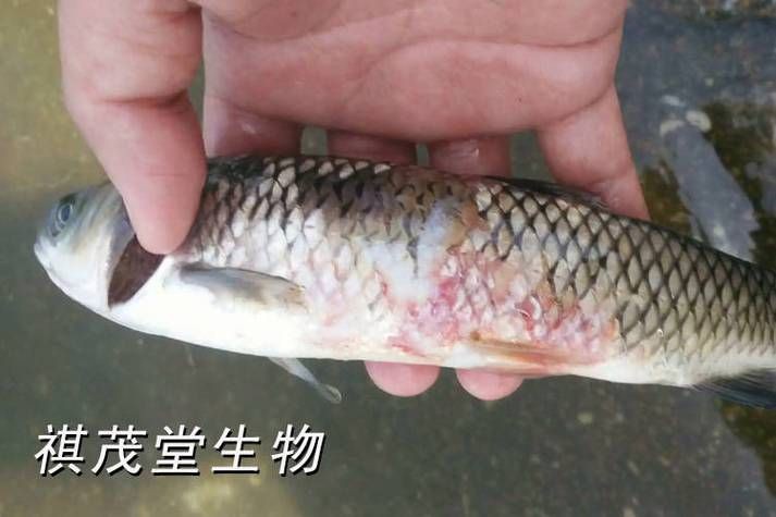 魚(yú)爛鰓圖片【關(guān)于“魚(yú)爛鰓圖片”的分析與圖片展示】