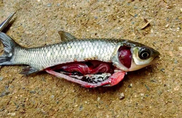 魚(yú)爛鰓圖片【關(guān)于“魚(yú)爛鰓圖片”的分析與圖片展示】
