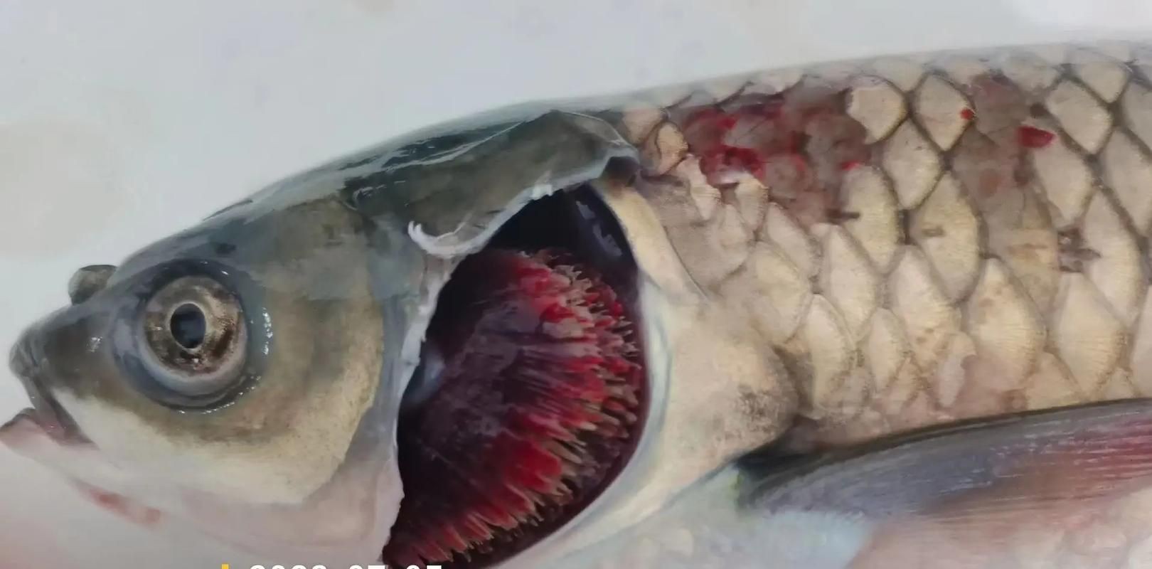 魚(yú)爛鰓圖片【關(guān)于“魚(yú)爛鰓圖片”的分析與圖片展示】