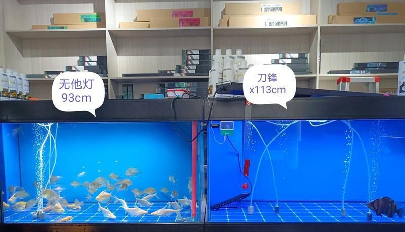 吉印水族最厲害三個(gè)明星【吉印水族傳奇——吉印智能水族傳奇三大明星】