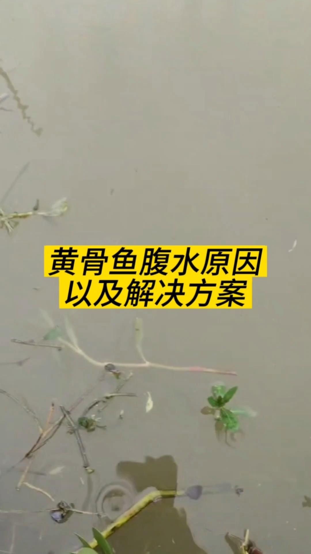 有哪些魚容易得腹水【魚類腹水病是一種常見且嚴重的病癥】