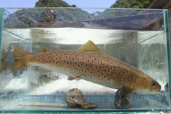 哪些魚(yú)是國(guó)家保護(hù)動(dòng)物【中國(guó)部分國(guó)家級(jí)保護(hù)野生動(dòng)物名錄及簡(jiǎn)介】
