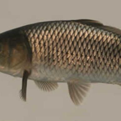 哪些魚(yú)是國(guó)家保護(hù)動(dòng)物【中國(guó)部分國(guó)家級(jí)保護(hù)野生動(dòng)物名錄及簡(jiǎn)介】