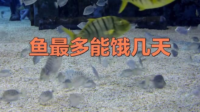 哪些魚(yú)類的耐餓能力最強(qiáng)？【格陵蘭睡鯊耐餓能力排行榜，格陵蘭睡鯊耐餓能力最強(qiáng)】