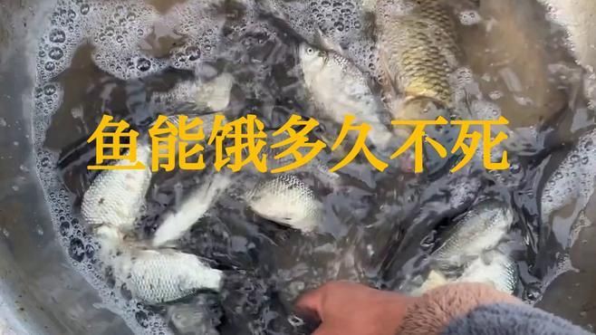 哪些魚(yú)類的耐餓能力最強(qiáng)？【格陵蘭睡鯊耐餓能力排行榜，格陵蘭睡鯊耐餓能力最強(qiáng)】